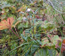 Image of Andromeda polifolia L.