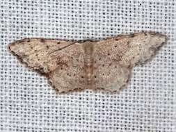 Image of Idaea halmaea Meyrick 1888