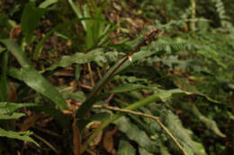 Image of Aechmea calyculata (É. Morren) Baker