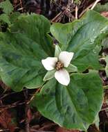 Trillium chloropetalum var. giganteum (Hook. & Arn.) Munz resmi