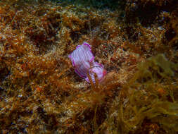 Image of pink flatworm