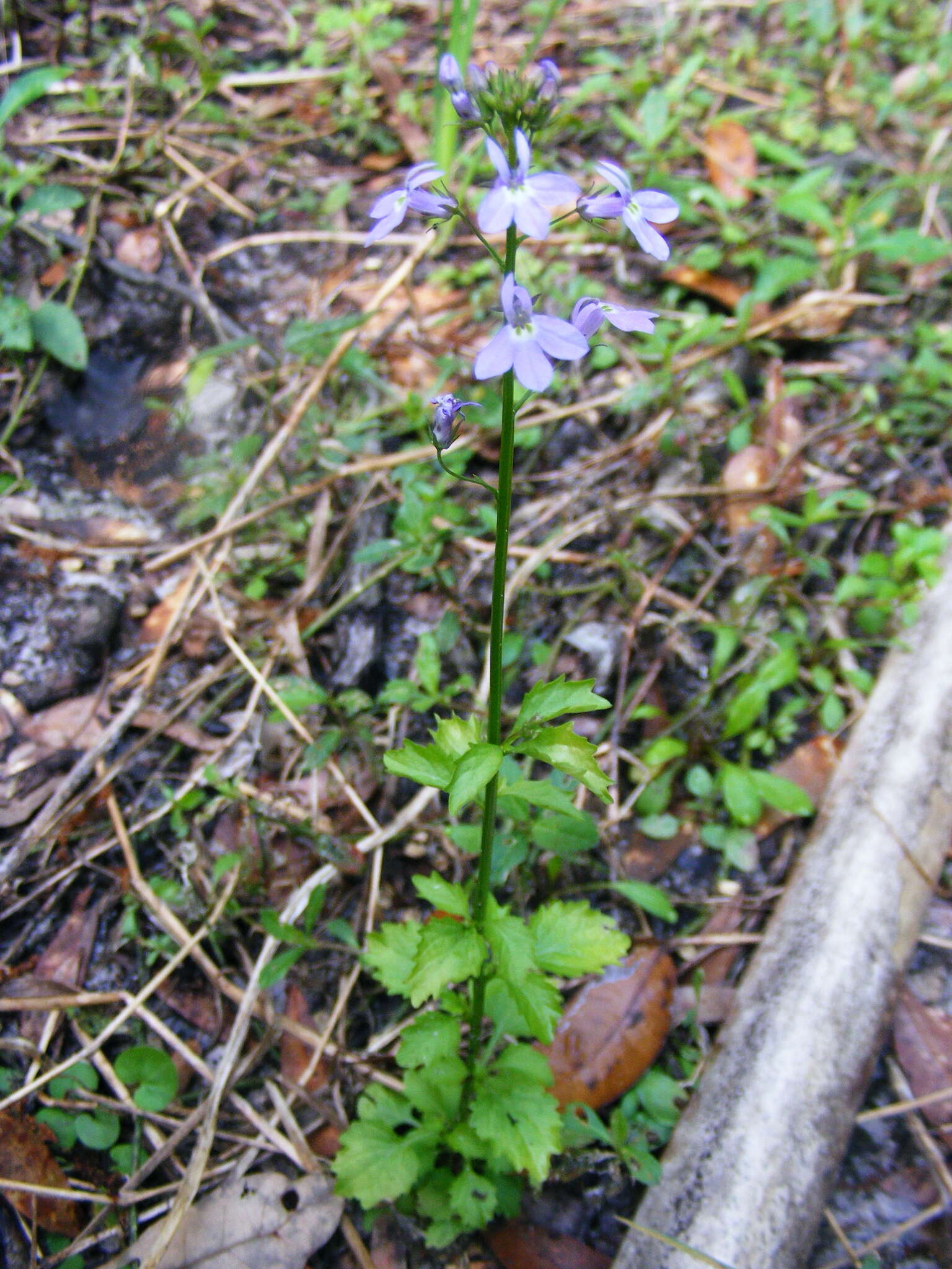 صورة Lobelia homophylla E. Wimm.