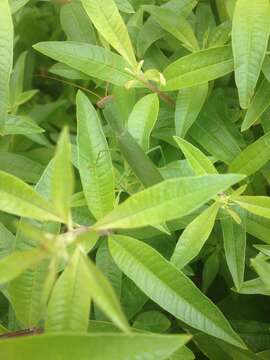 Image of New Zealand mantis