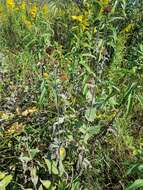 Image of ashy sunflower