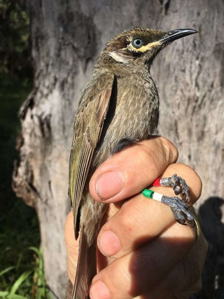 Image of Eungella Honeyeater