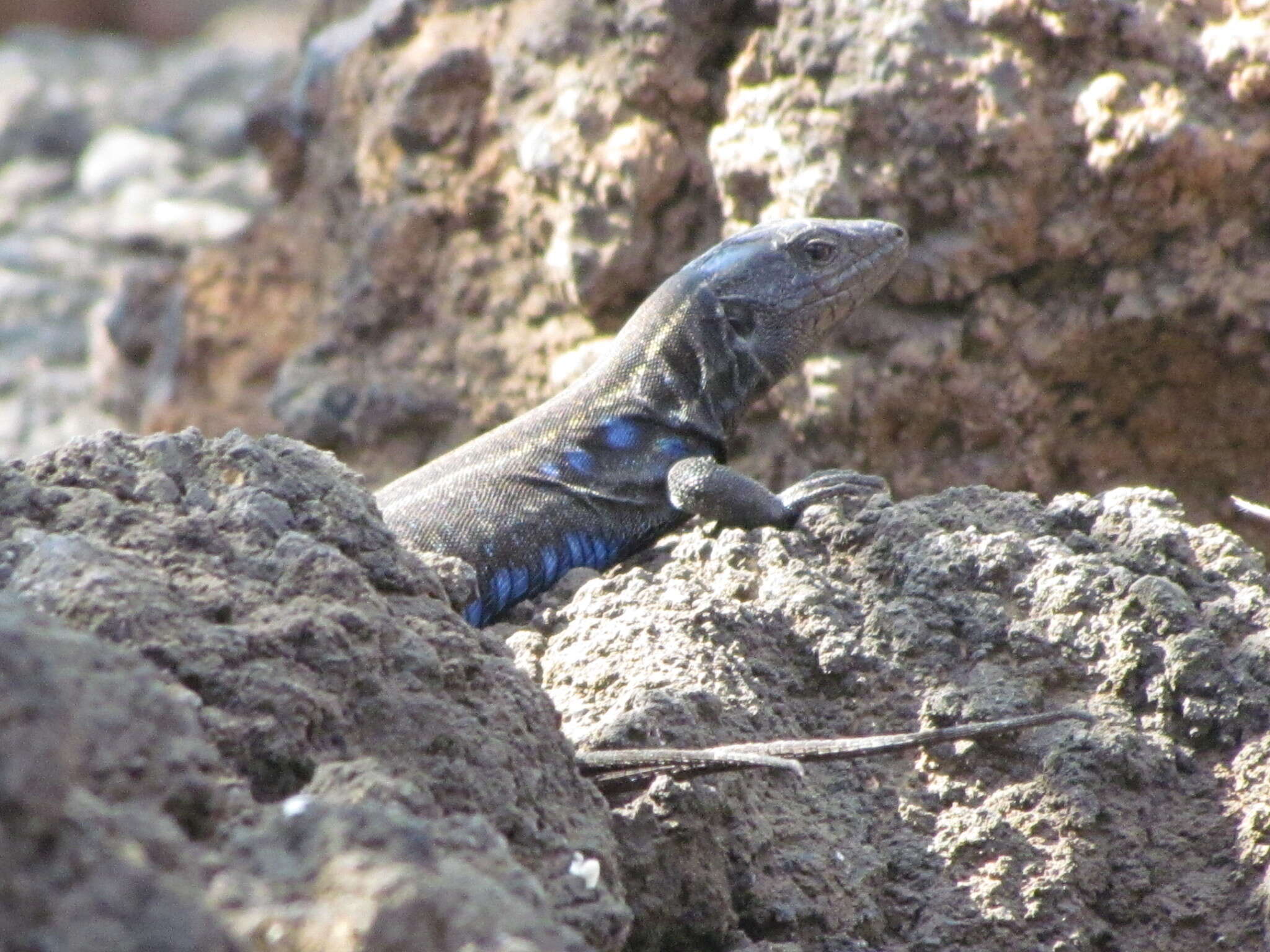 Image of Gallotia caesaris caesaris (Lehrs 1914)