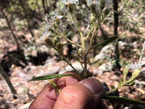 Olearia nernstii F. Müll. resmi