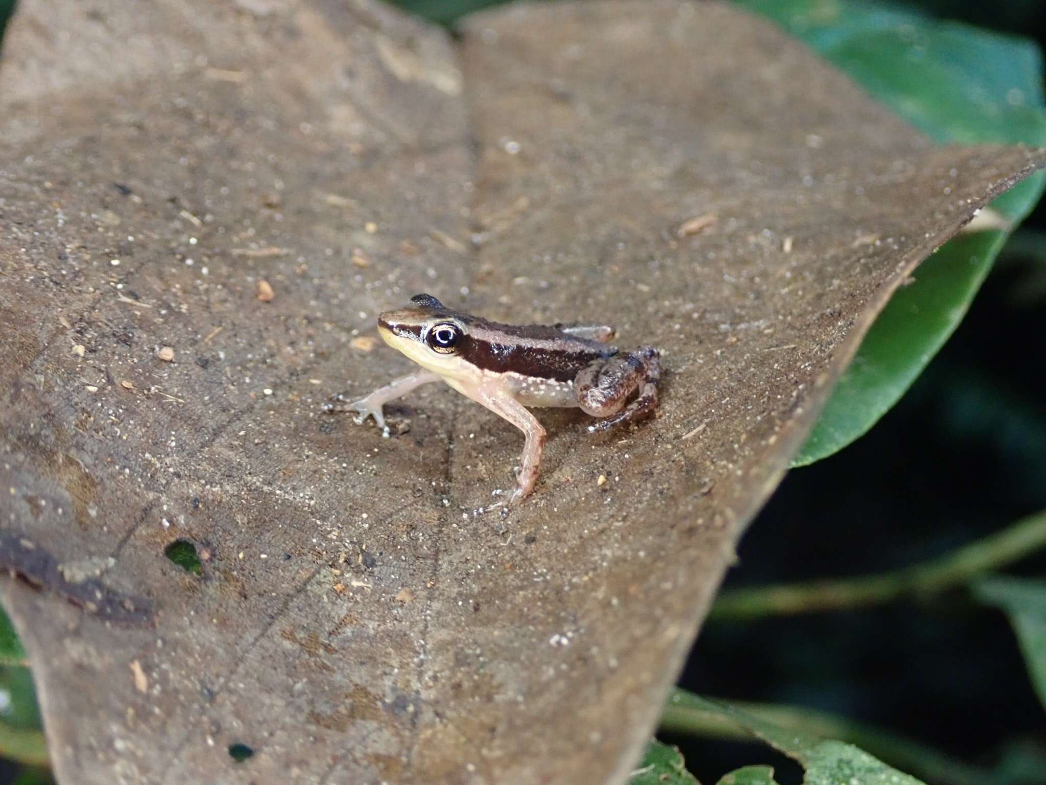 Plancia ëd Hyloxalus sauli (Edwards 1974)