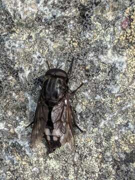 Image of Merycomyia whitneyi (Johnson 1904)