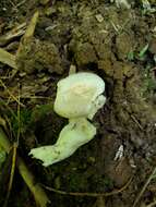 Слика од Hygrocybe angustifolia (Murrill) Candusso 1997