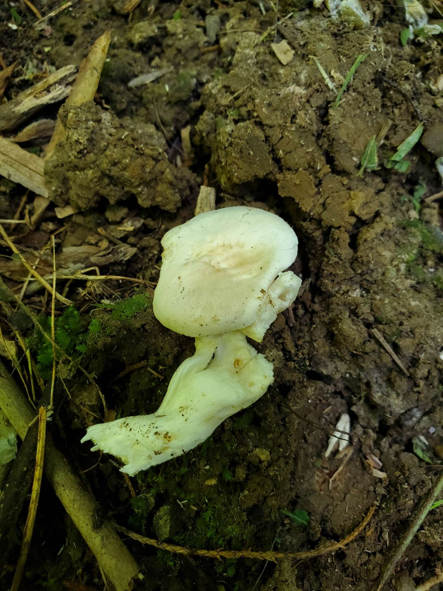 Слика од Hygrocybe angustifolia (Murrill) Candusso 1997