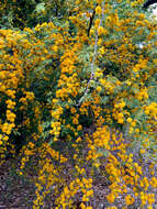 Слика од Vachellia farnesiana (L.) Wight & Arn.