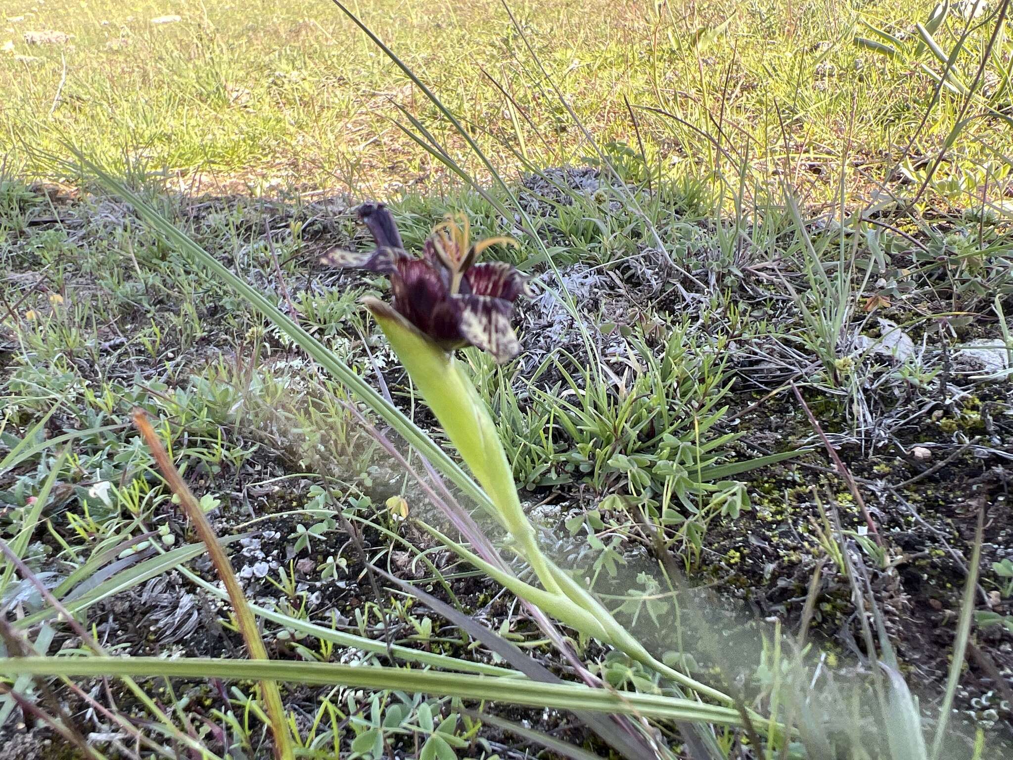 Image of Tigridia bicolor Molseed