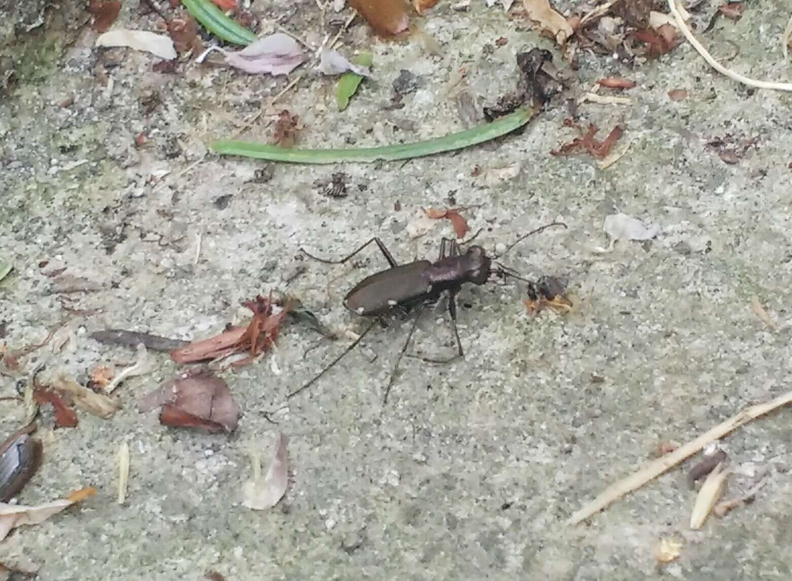 Image of Cliff tiger beetle