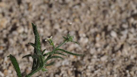 Image of bushy cryptantha