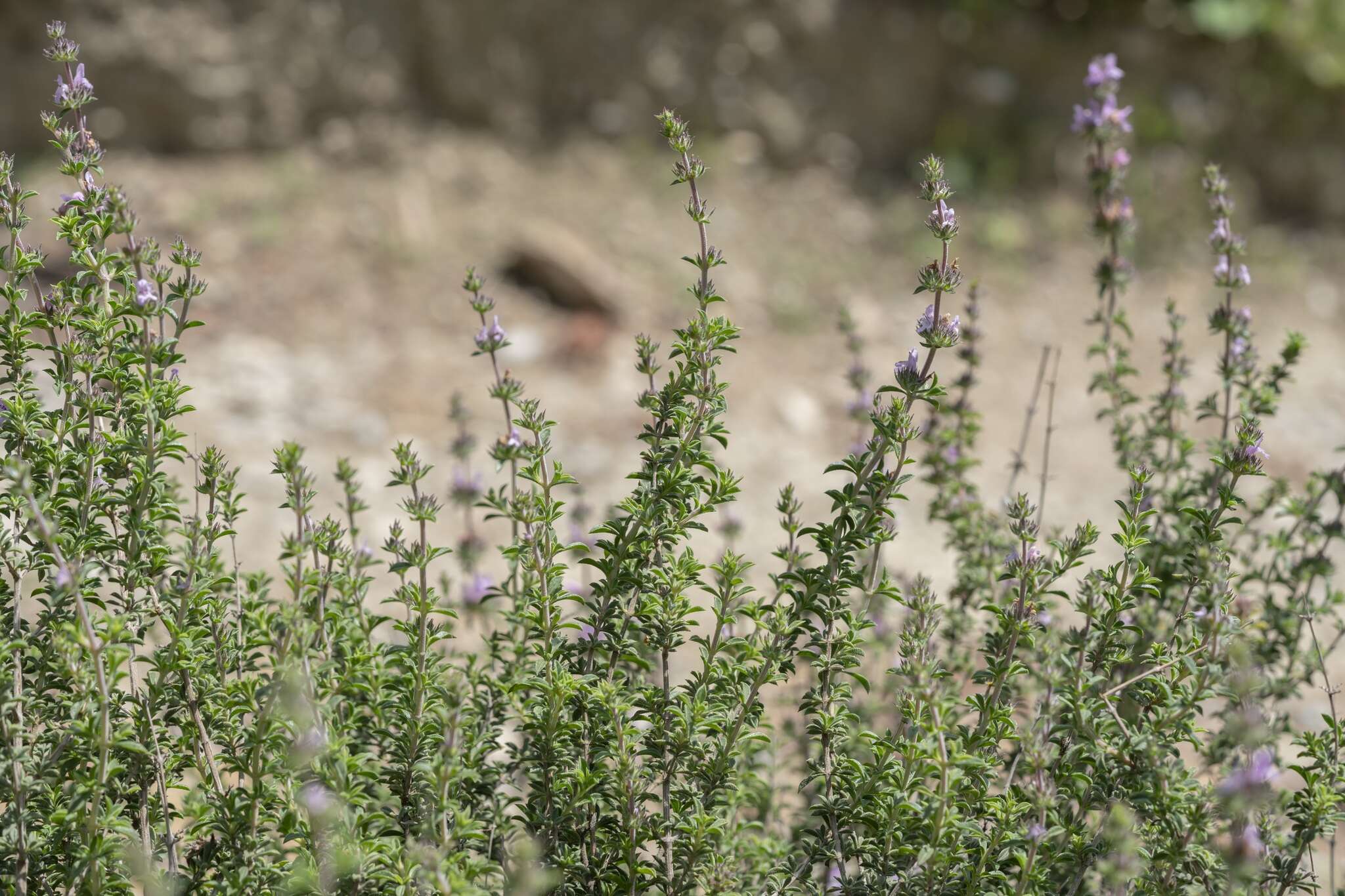 Image of Persian zatar