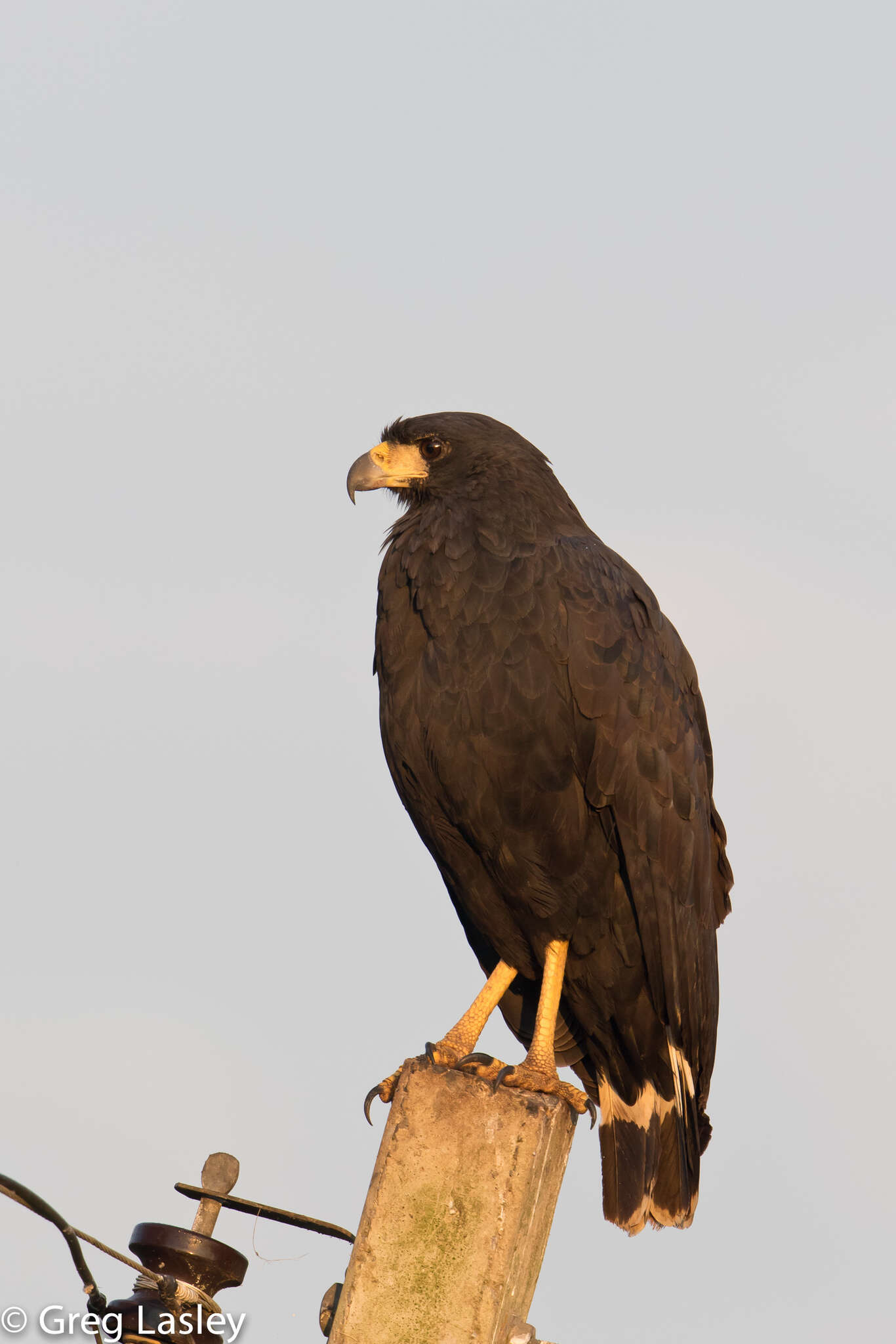 Imagem de Gavião-preto