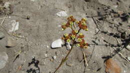 Image of Crassula cymosa Berg.