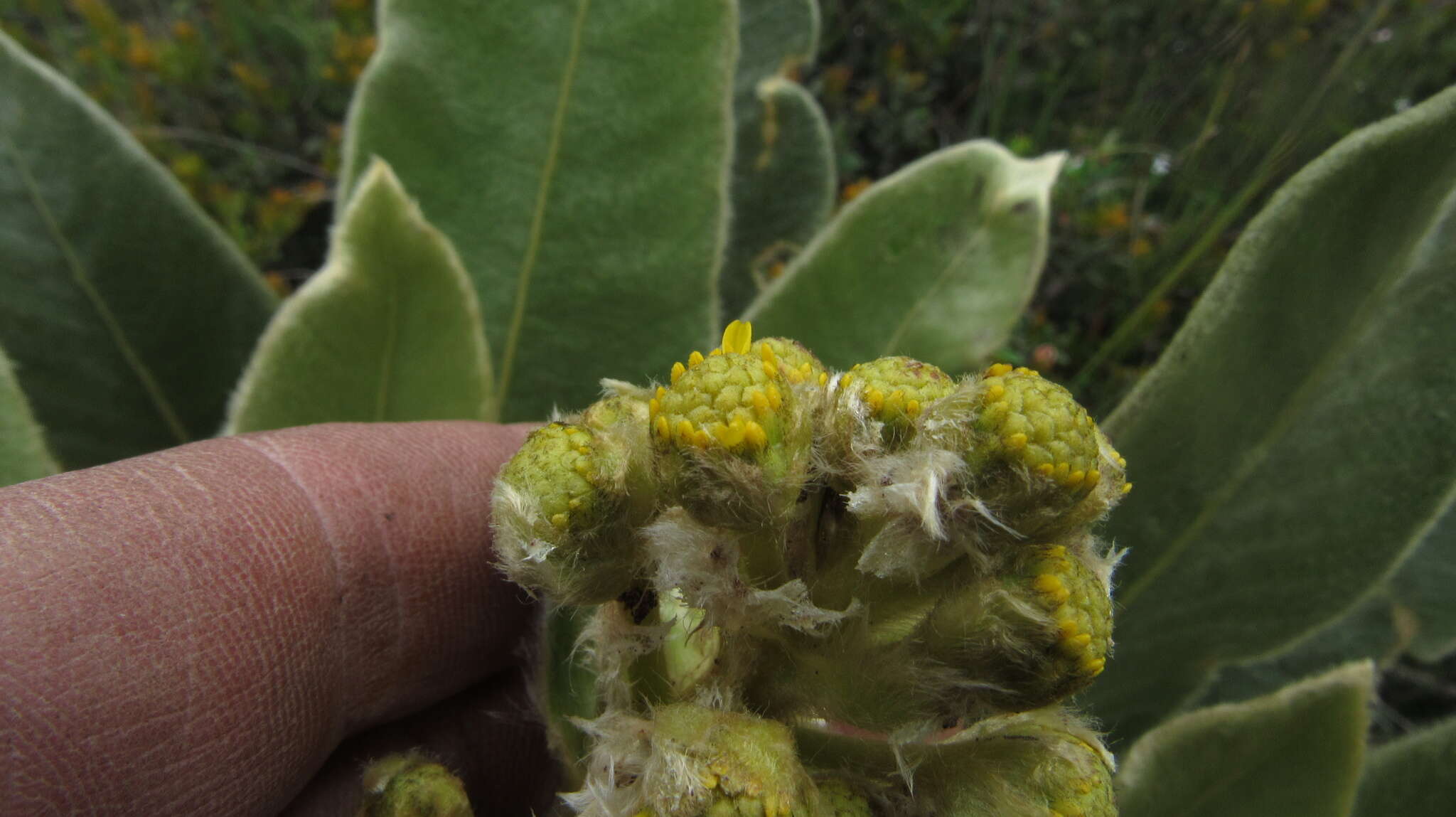 Image of Espeletia rabanalensis (S. Díaz & Rodr.-Cabeza) Mavárez