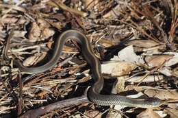 Image of Thamnophis atratus atratus (Kennicott ex Cooper 1860)