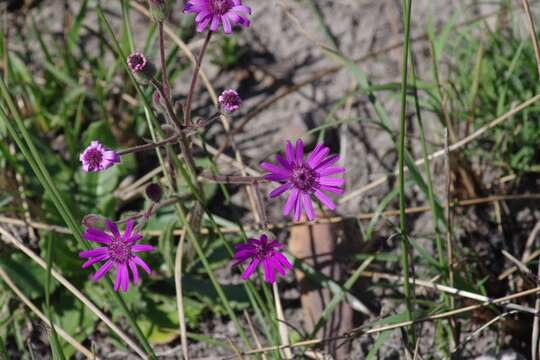 Senecio speciosus Willd. resmi