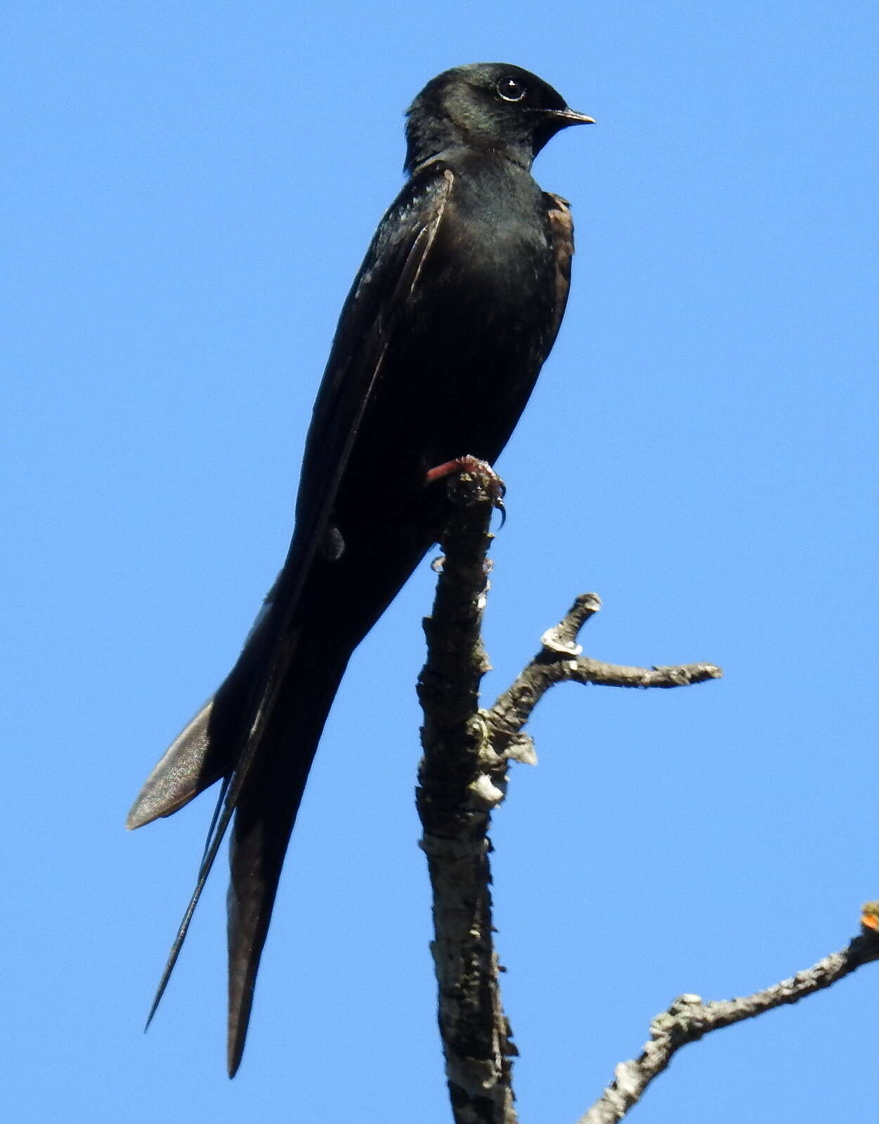 Image of Saw-wing