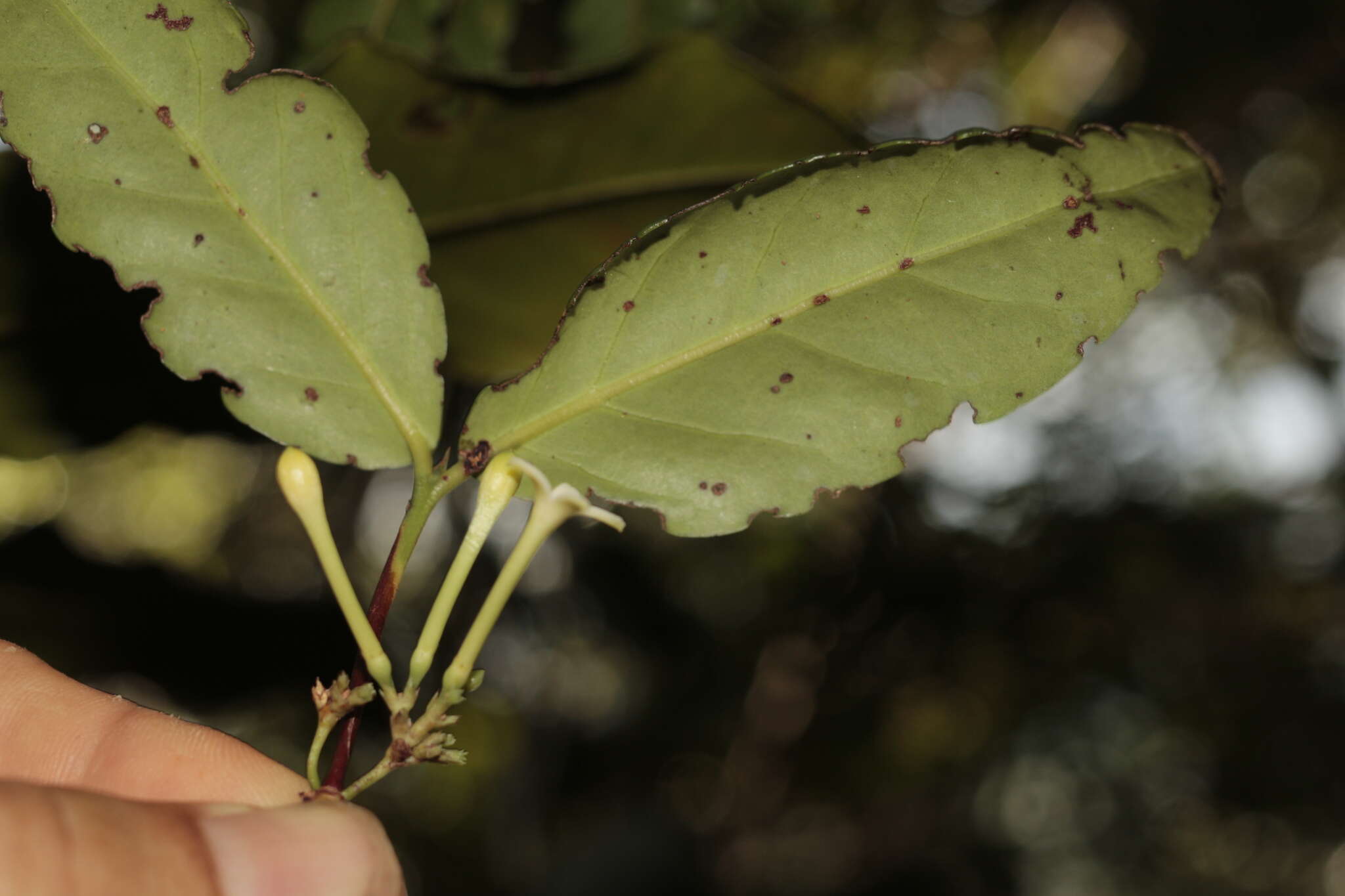 صورة Cyclophyllum balansae (Baill.) Guillaumin