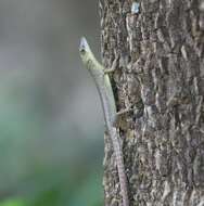 Image of Fiji Green Emo Skink