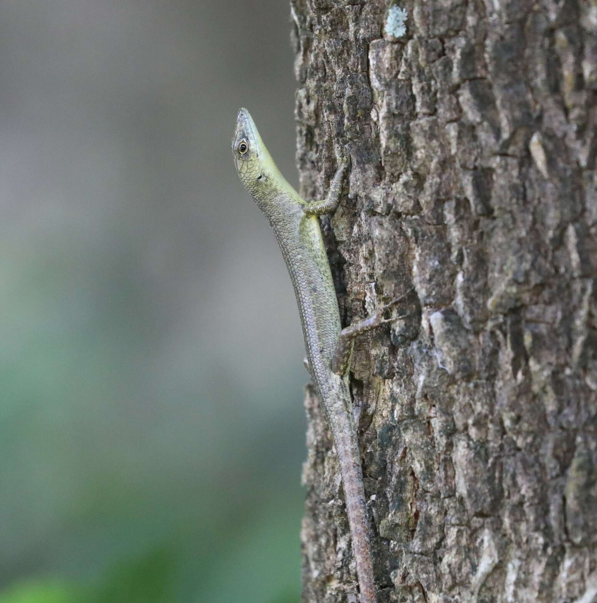 Image of Fiji Green Emo Skink