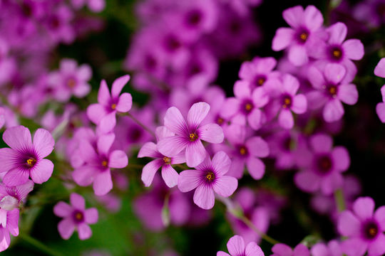 Image of Pink Sorrel