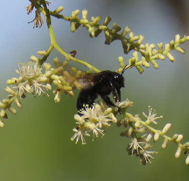 Xylocopa cubaecola Lucas 1857 resmi