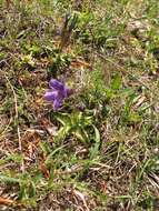 Image of Pinguicula apuana Casper & Ansaldi