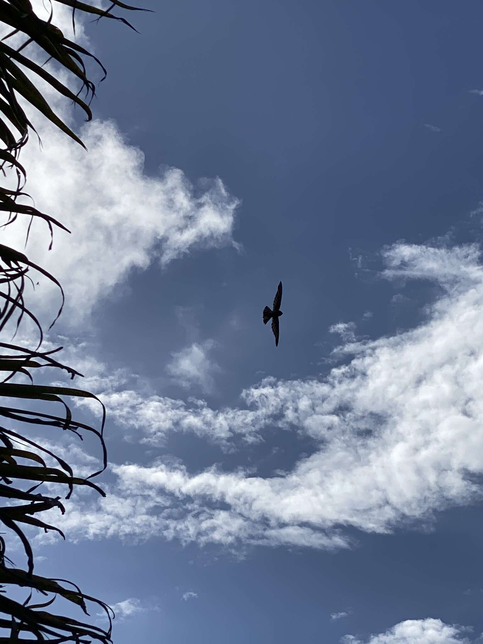 Image of Seychelles Swiftlet