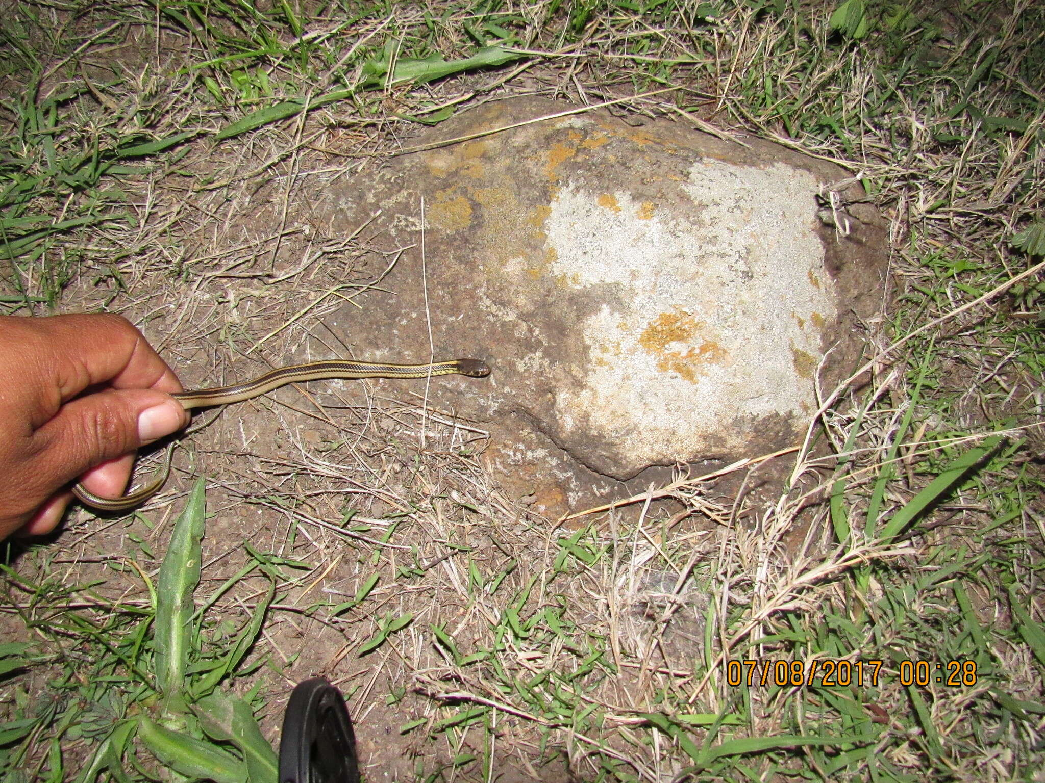 Image of Baird's Patchnose Snake