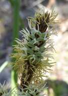 Image of Warty Sedge