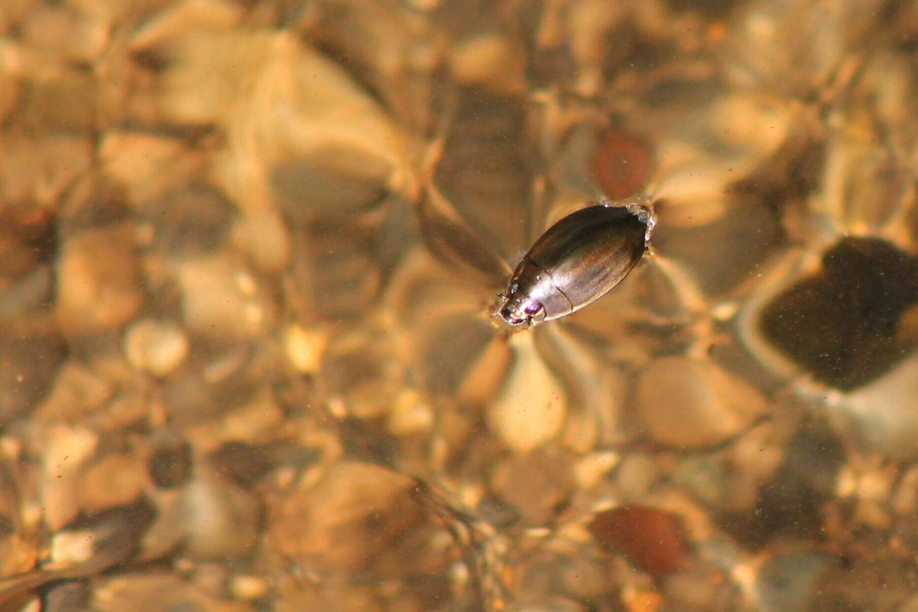 Image of Dineutus longimanus portoricensis Ochs 1924