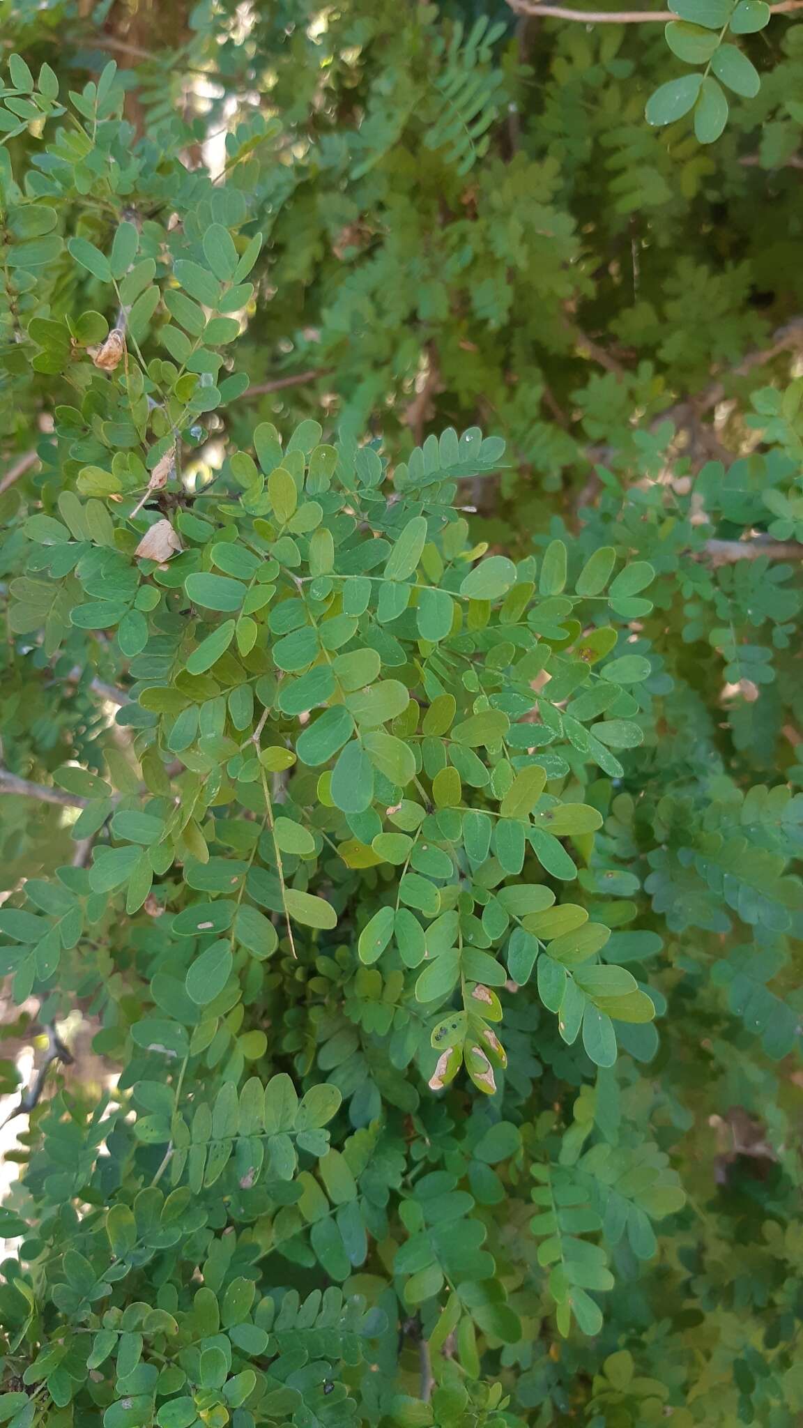 Plancia ëd Ebenopsis caesalpinioides (Standl.) Britton & Rose