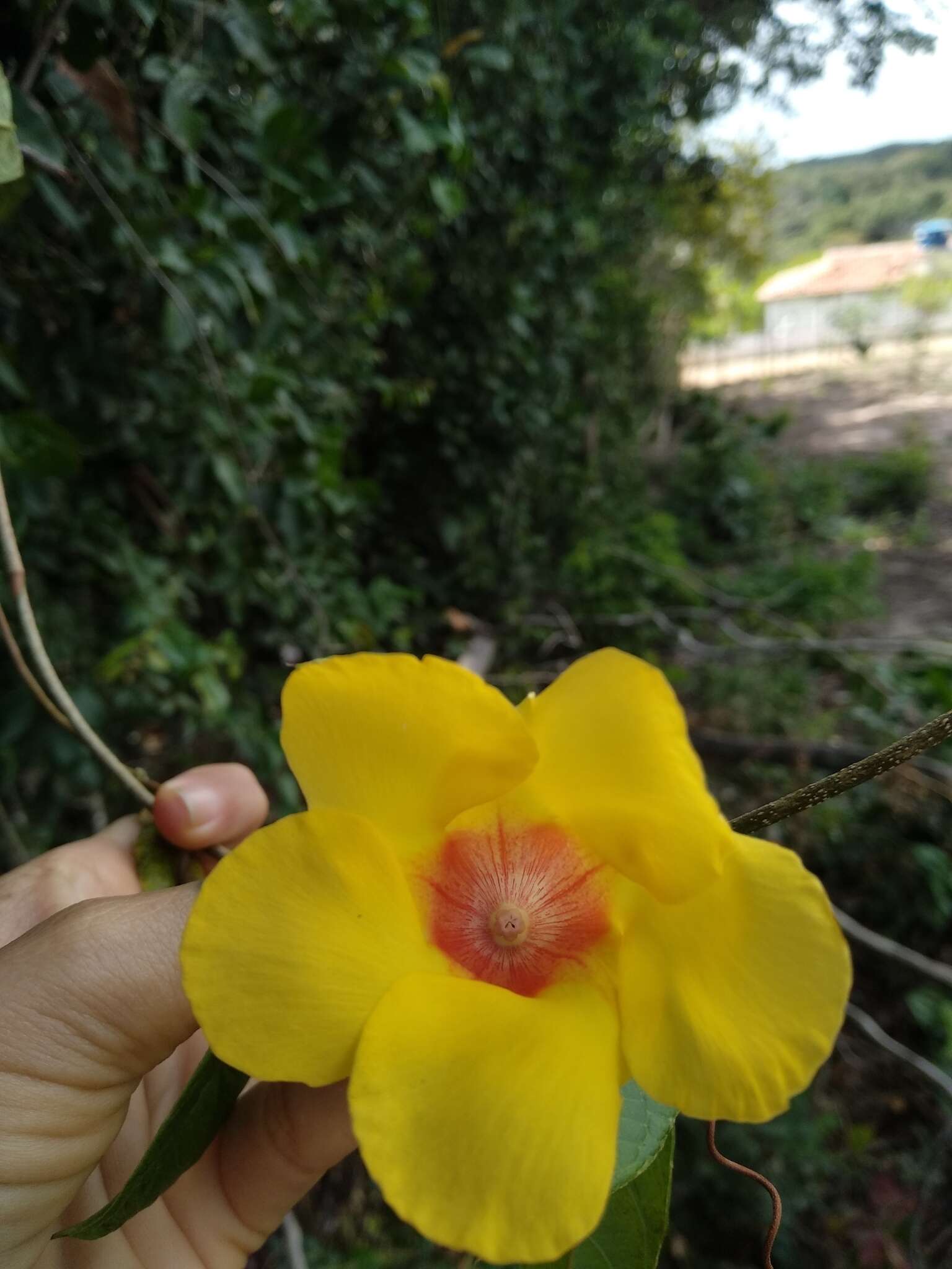 Image of Mandevilla scabra (Hoffm. ex Roem. & Schult.) Schum.