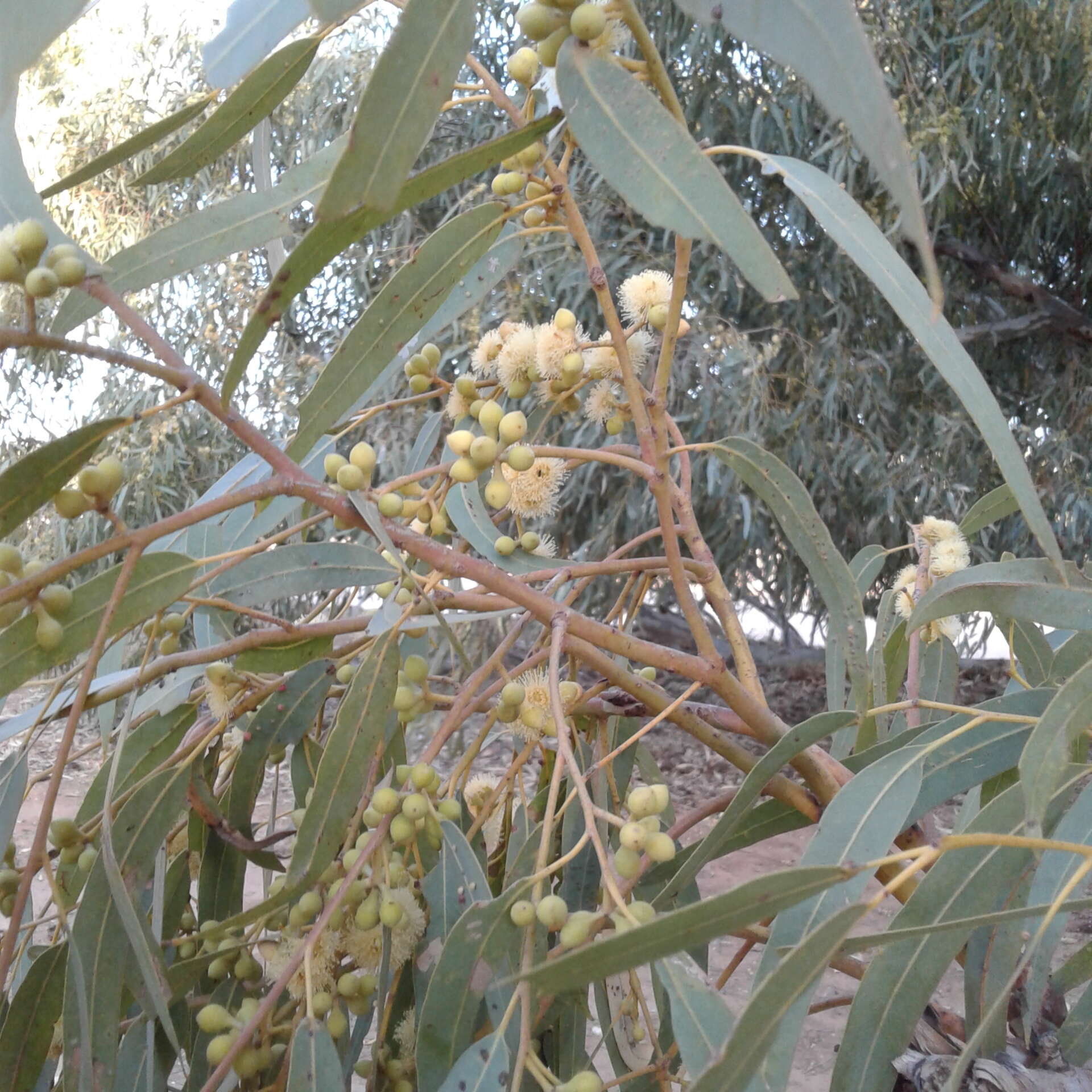 Слика од Eucalyptus camaldulensis subsp. refulgens Brooker & M. W. Mc Donald