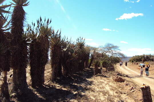 Aloe spectabilis Reynolds resmi