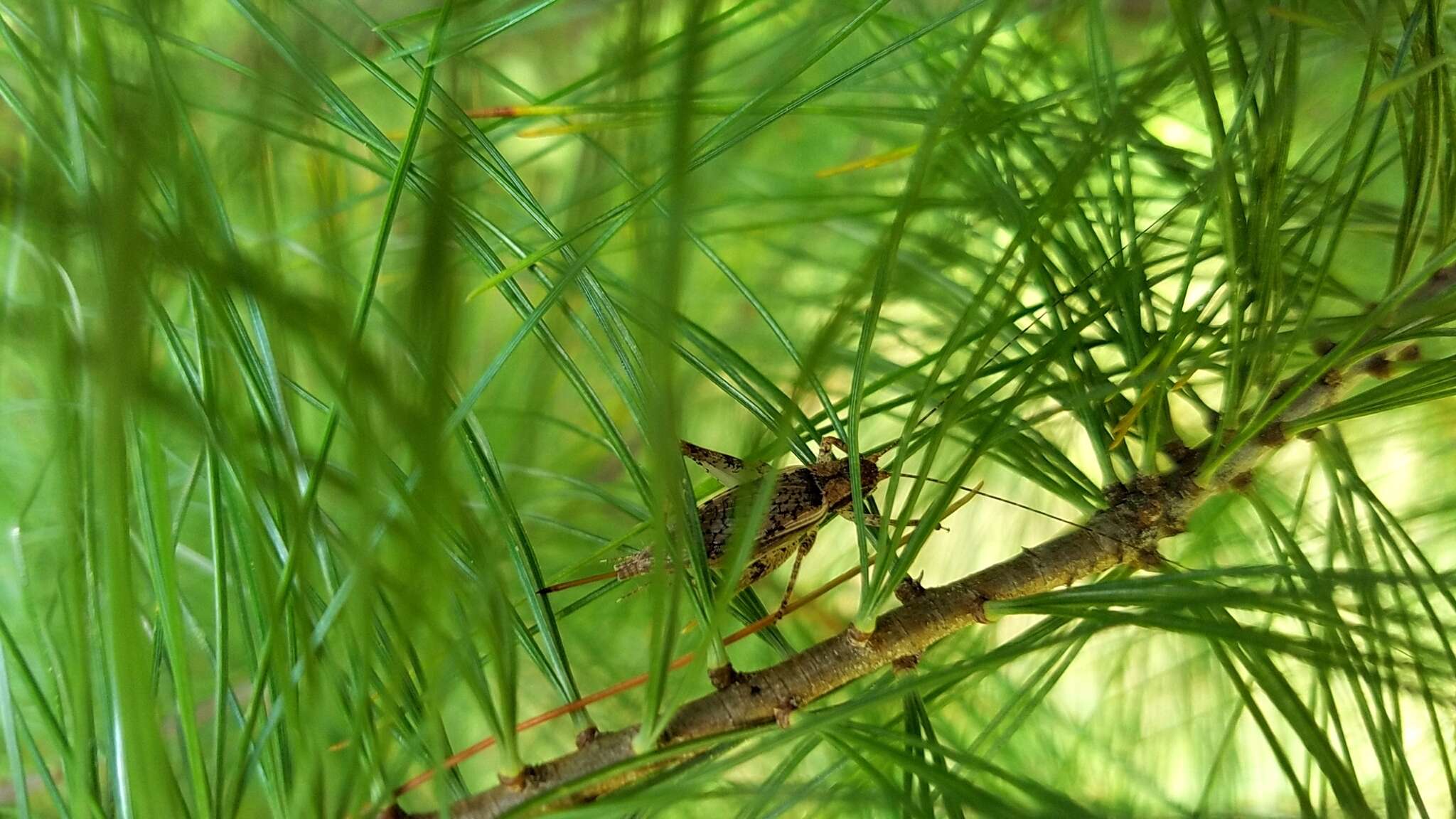 Image of Jumping Bush Cricket