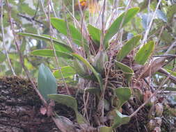 Image de Laelia anceps Lindl.