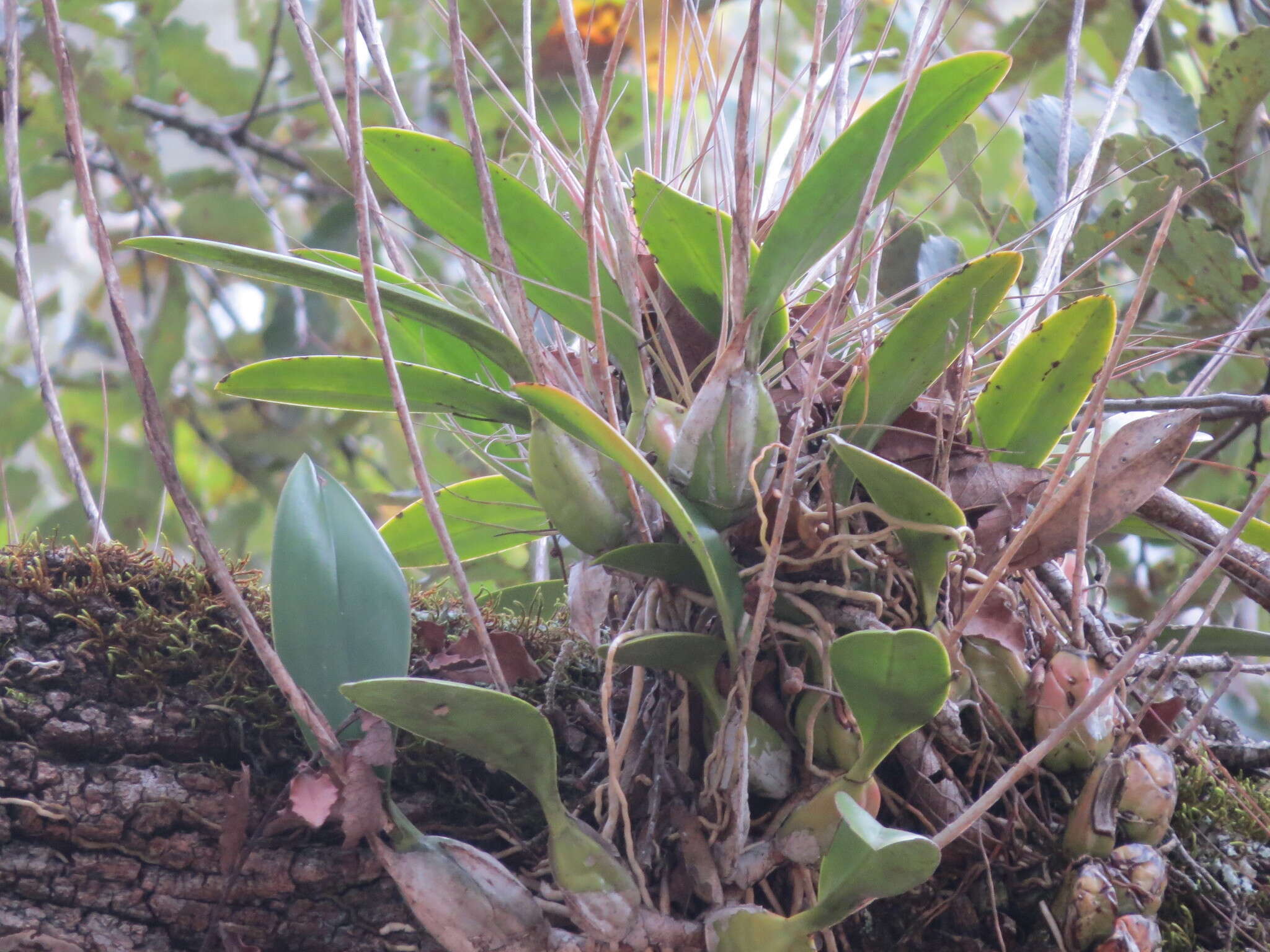 Image de Laelia anceps Lindl.