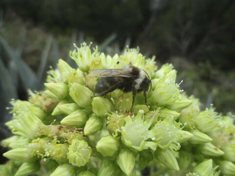 Image of Large garden bumblebee