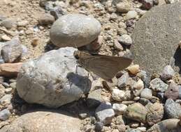 Image of Mediterranean Skipper