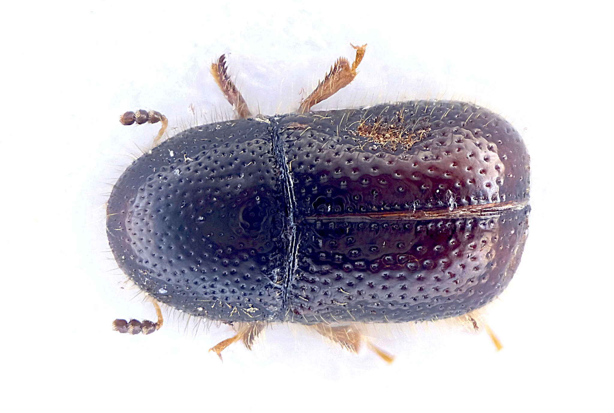 Image of <i>Xylographus bostrychoides</i>