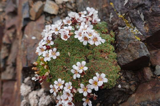 Image of Saxifraga pubescens Pourret