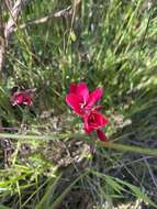 Image of Geissorhiza inflexa (D. Delaroche) Ker Gawl.