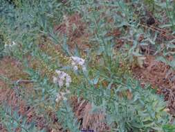 Image of Linaria nivea Boiss. & Reuter