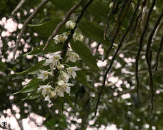 Imagem de Dendrobium aqueum Lindl.